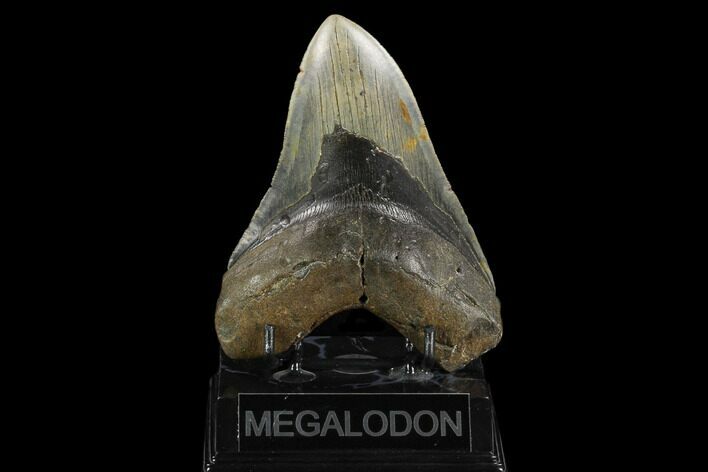 Fossil Megalodon Tooth - North Carolina #124417